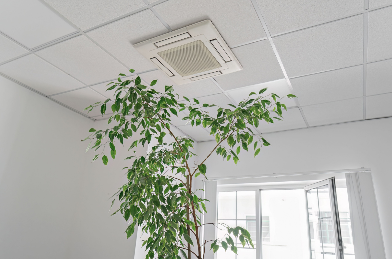 houseplant and ac