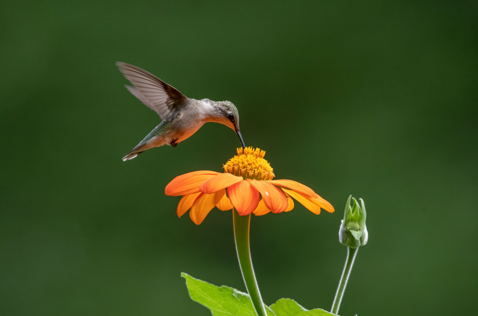 hummingbird on a orange flower