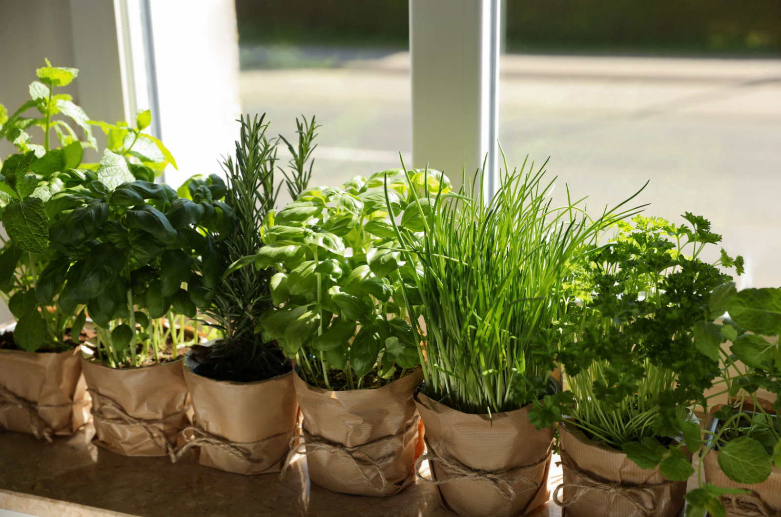 indoor herbs