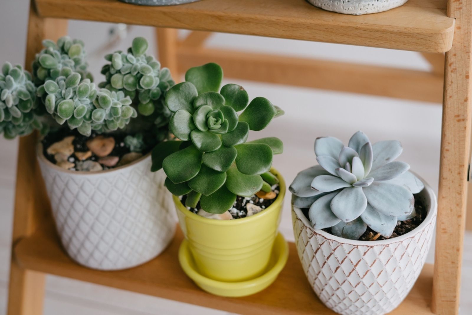 indoor plants in a pot