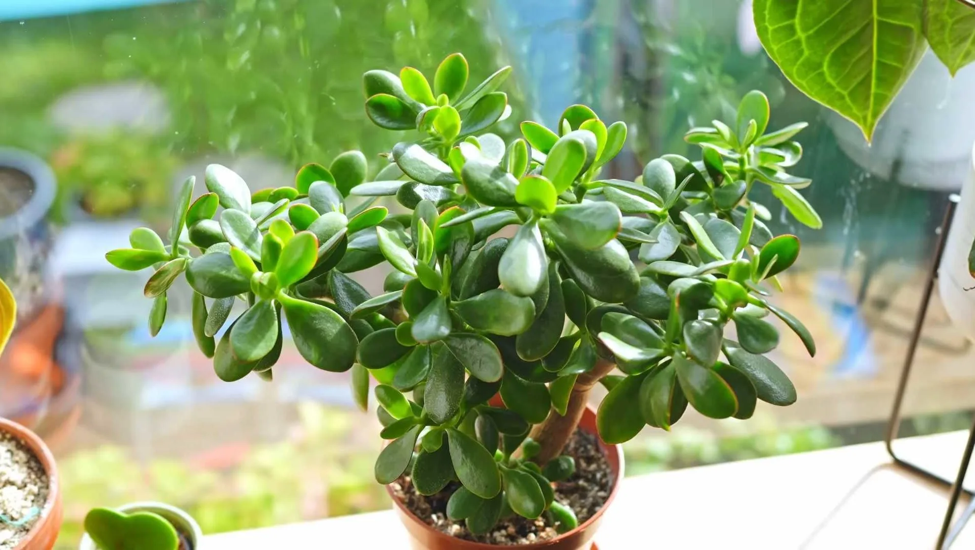 jade plant on the window shelf