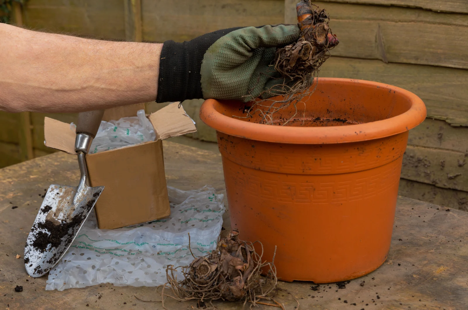 male hand holding canna root over a big pot