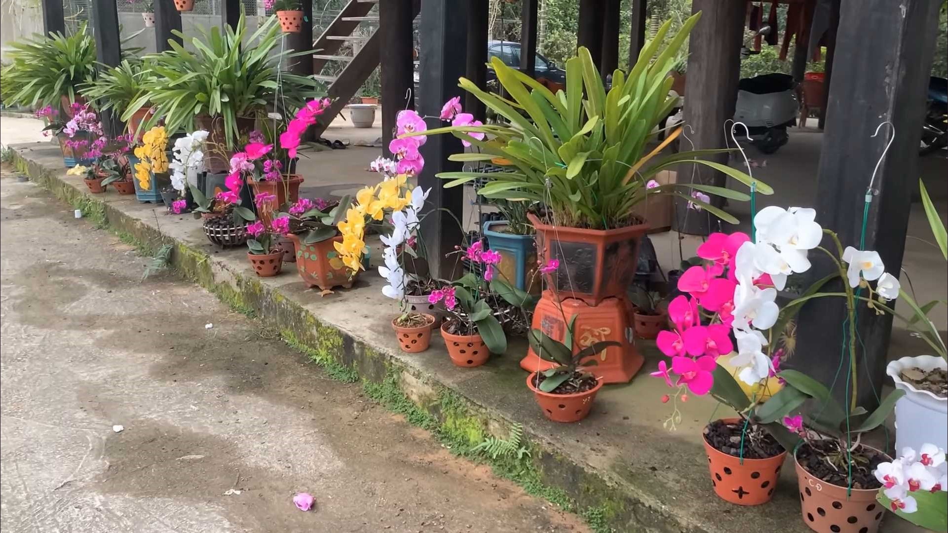 many plants in a pot