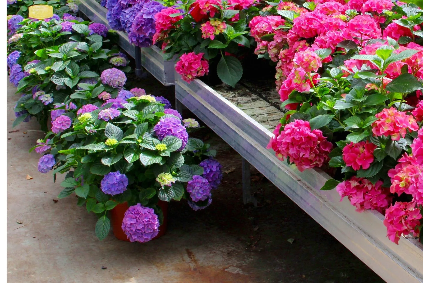 6 Effortless Steps Of Overwintering Perennials In Containers