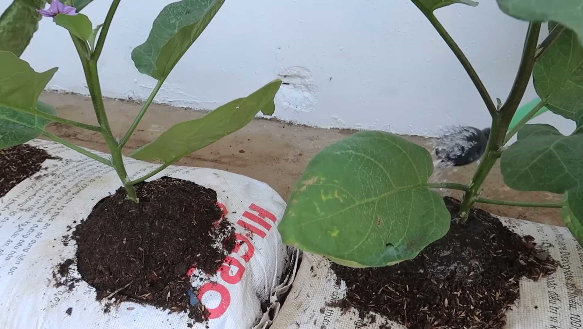 photo of eggplant in growing bag
