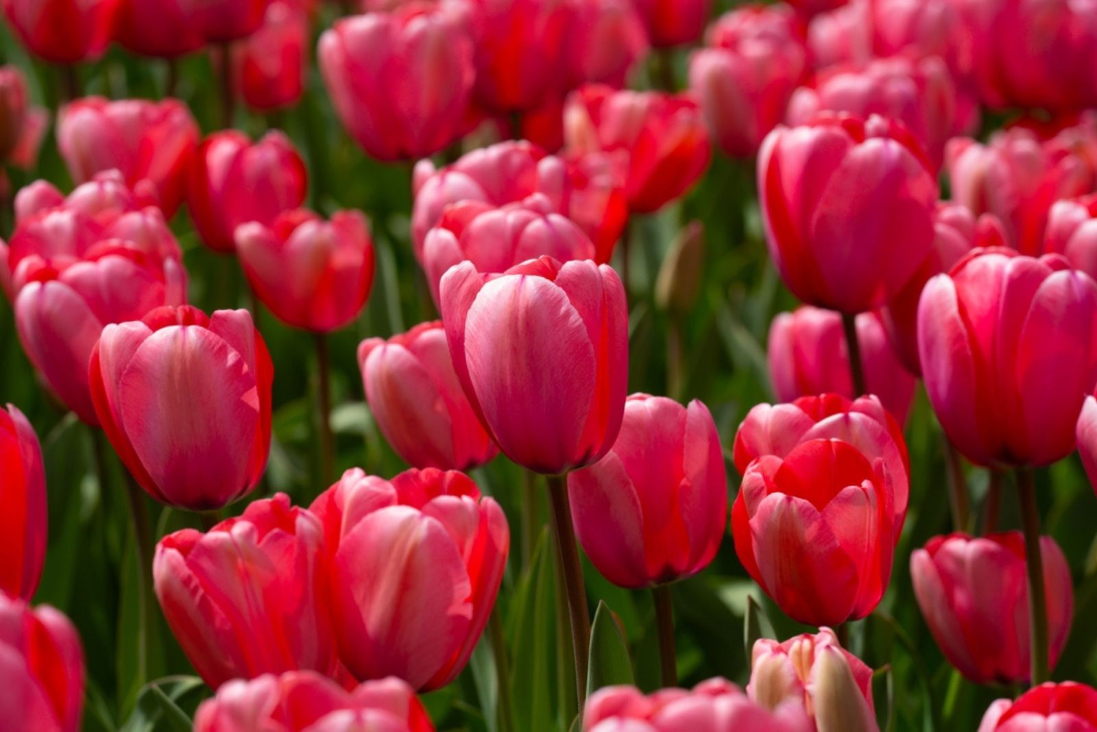 pink tulips