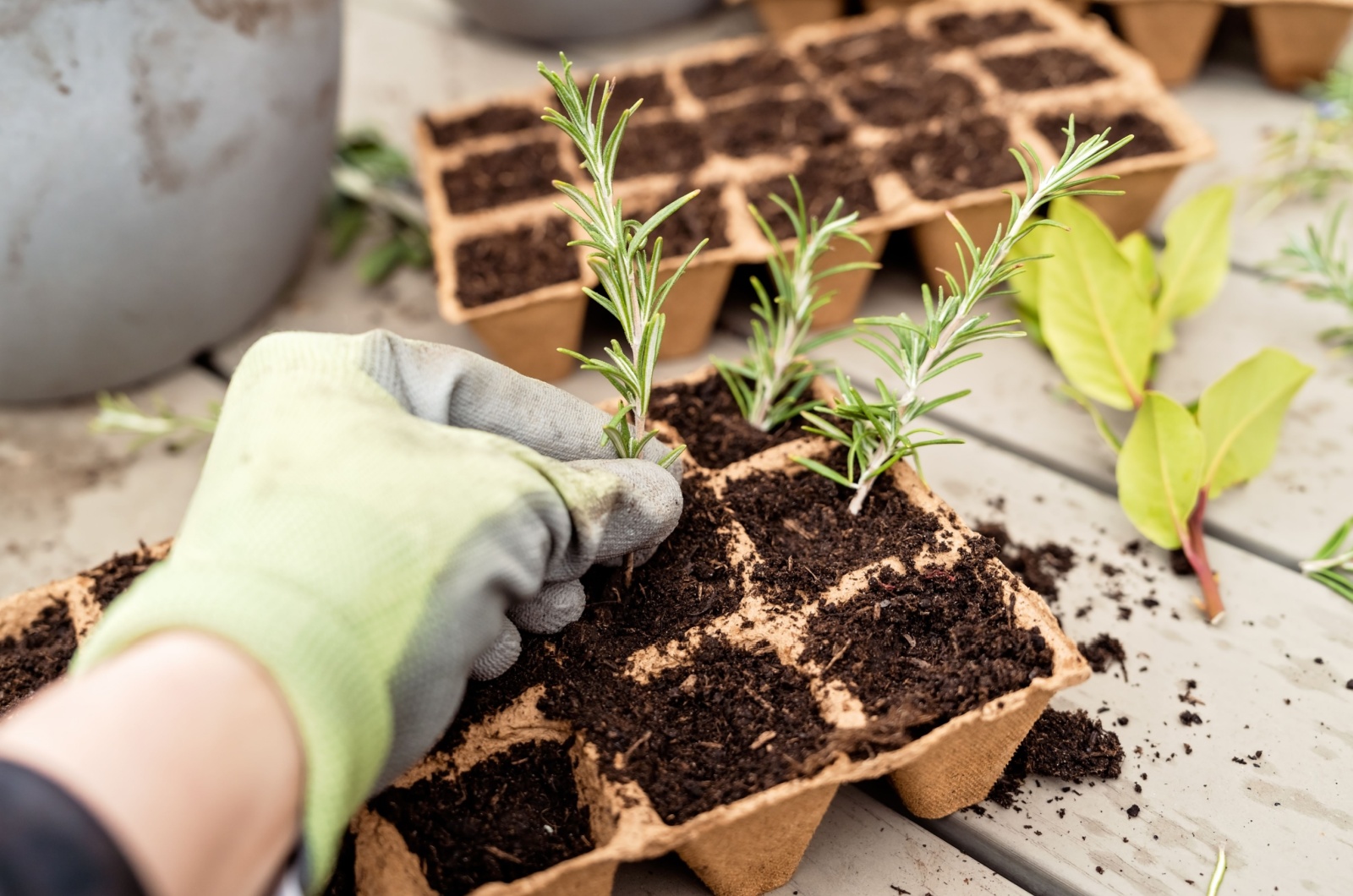 placing rosemary cuttings in soil