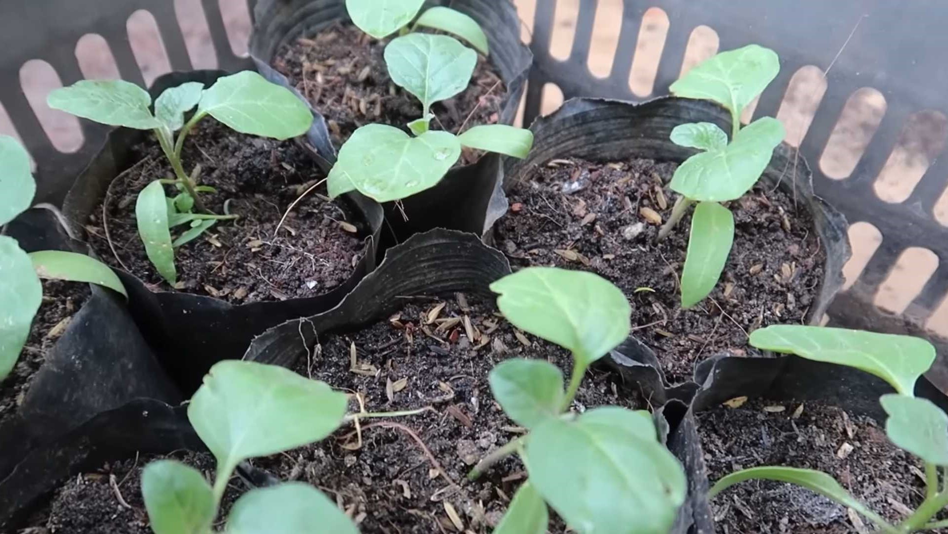 plant in growing bag