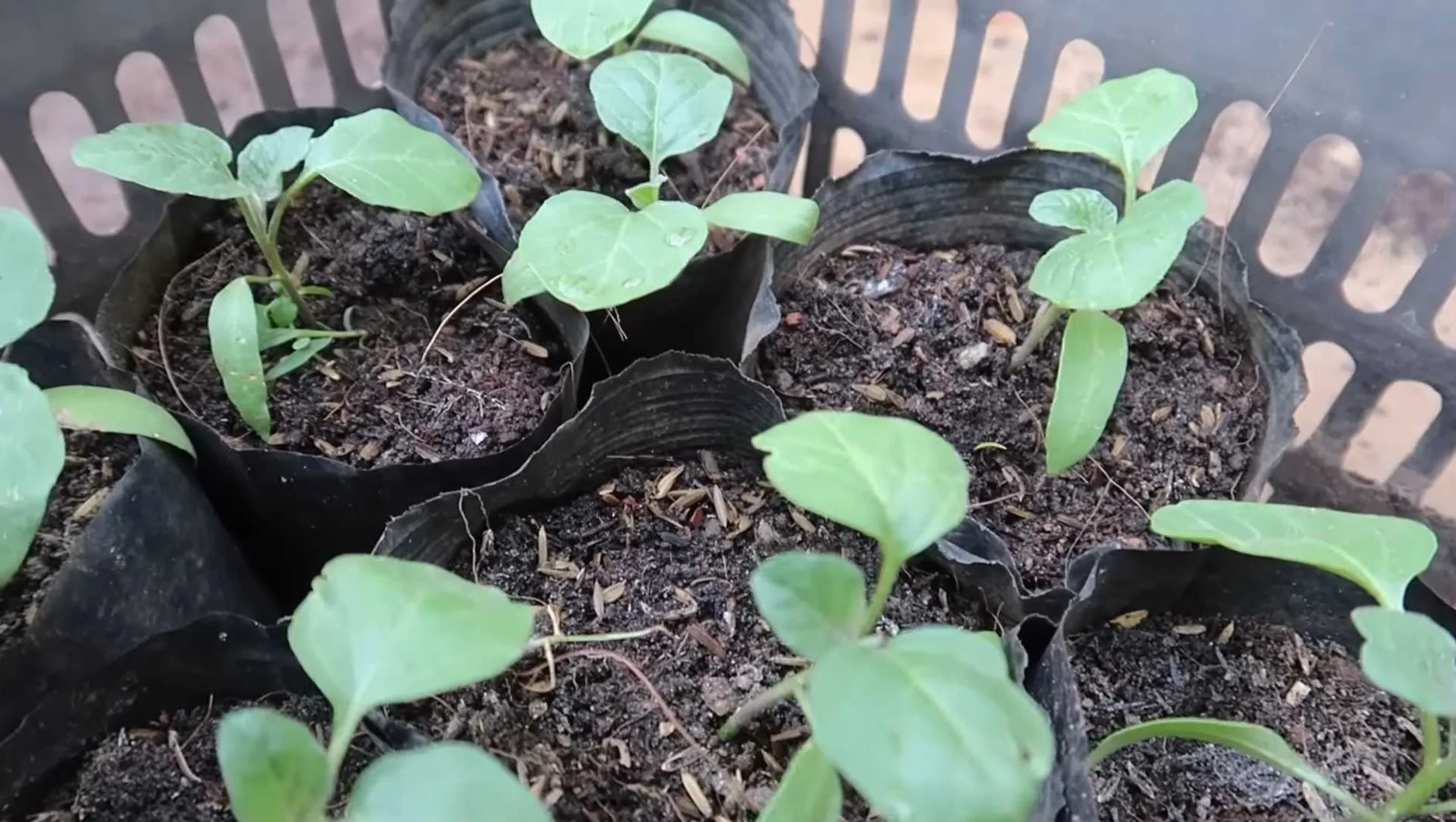 10 Simple Steps For Growing Eggplants In Soil Bags