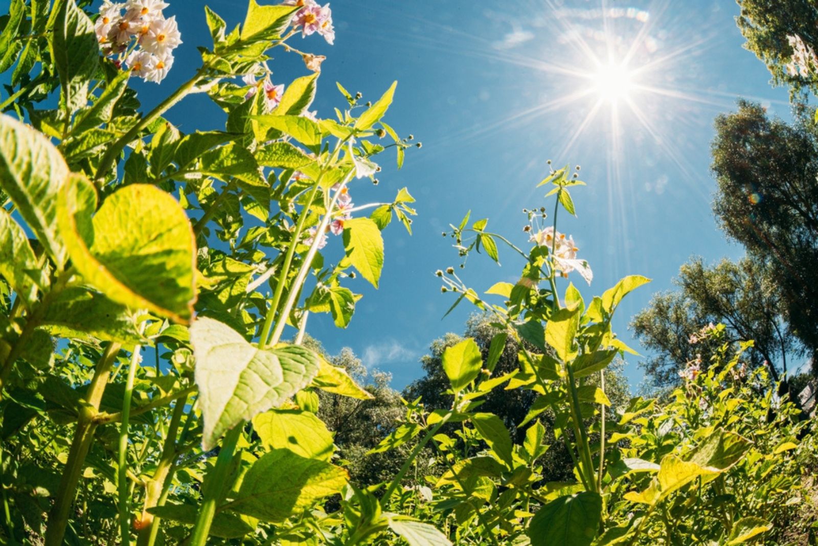 plants on a sunny day