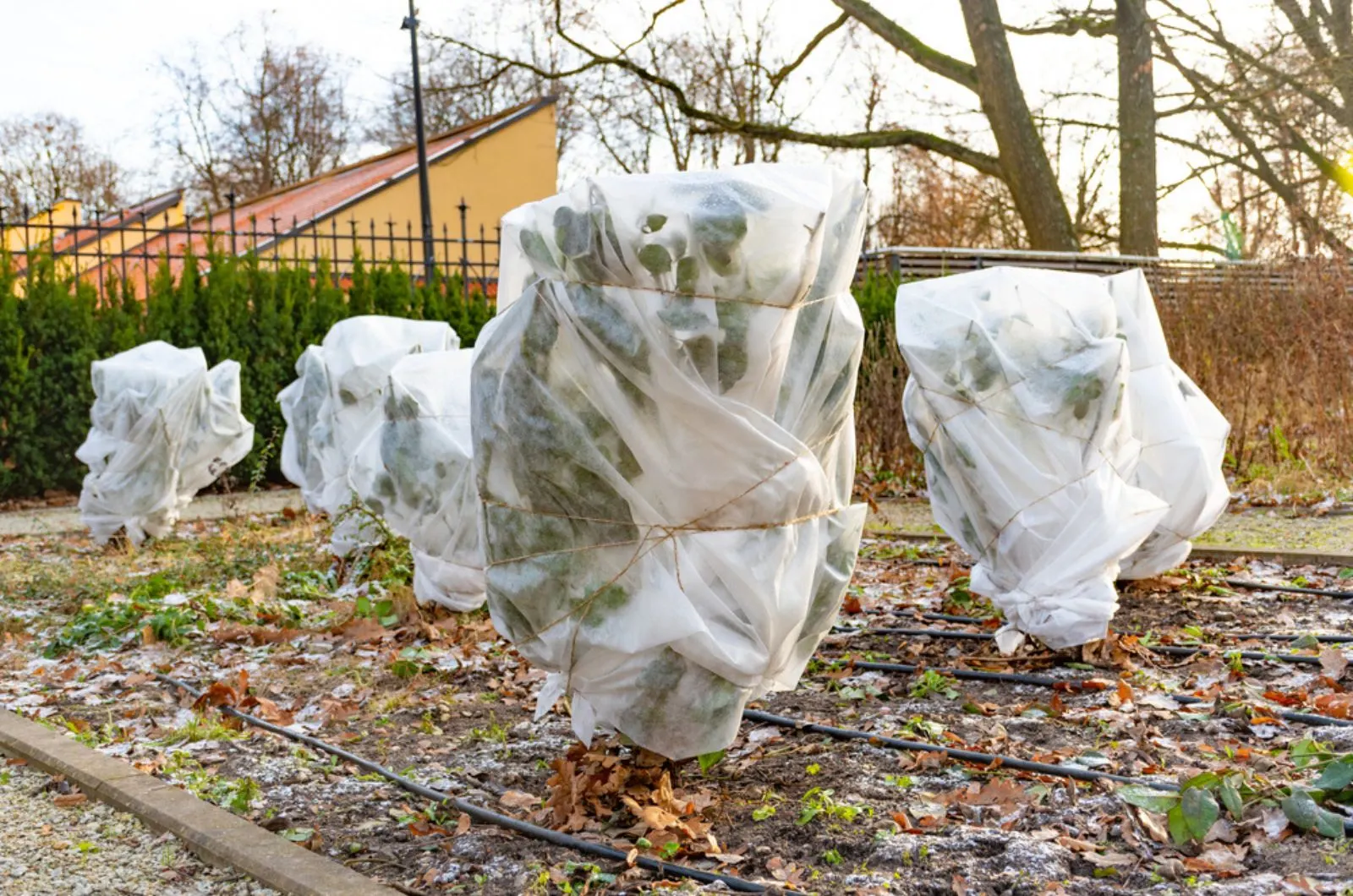 Plastic Sheets Wrapped Around The Plants .webp