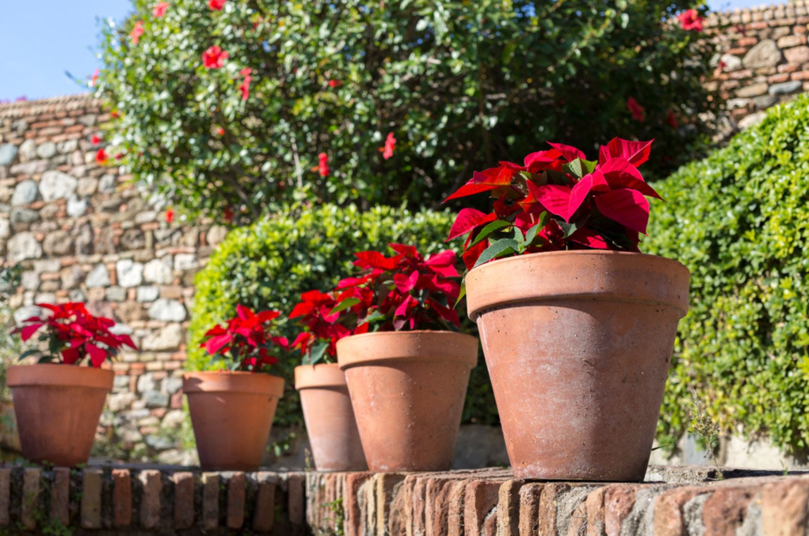 poinsettia outdoors in pots