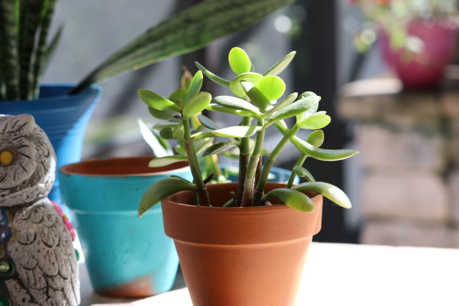 potted jade plant