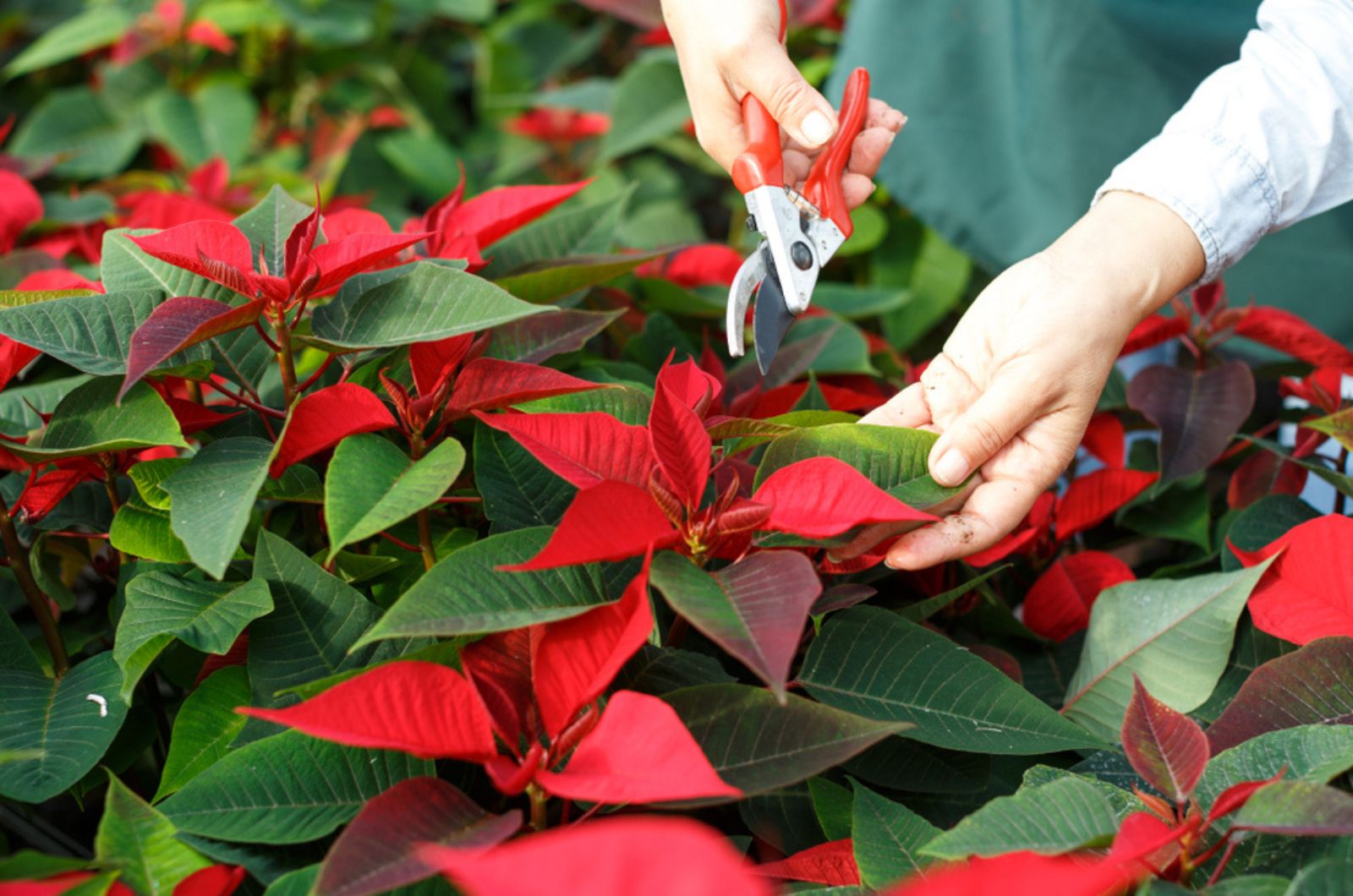 pruning poinsettia flowers
