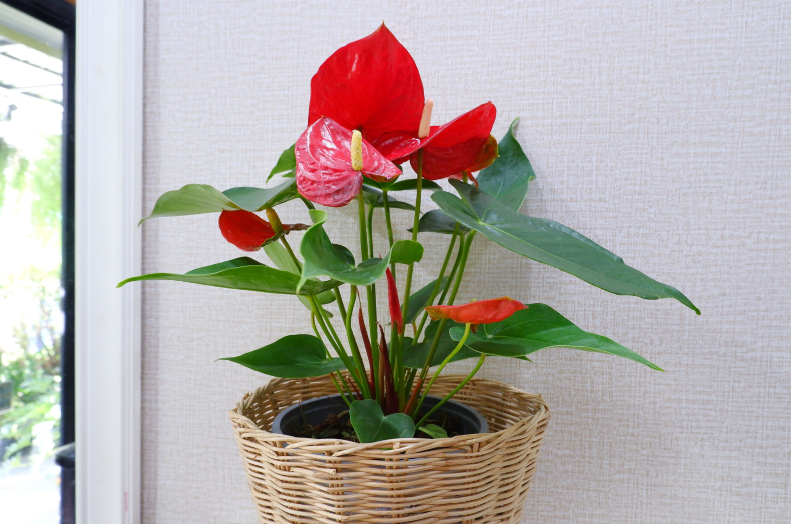 red anthuriums flowers blooming in bamboo baskets