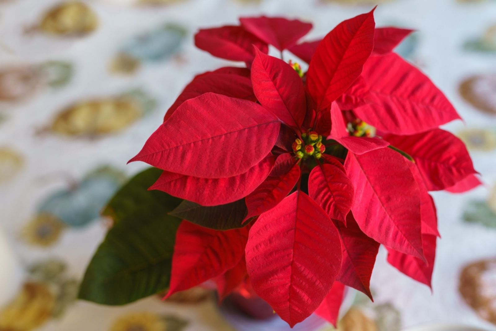 red poinsettia flowers