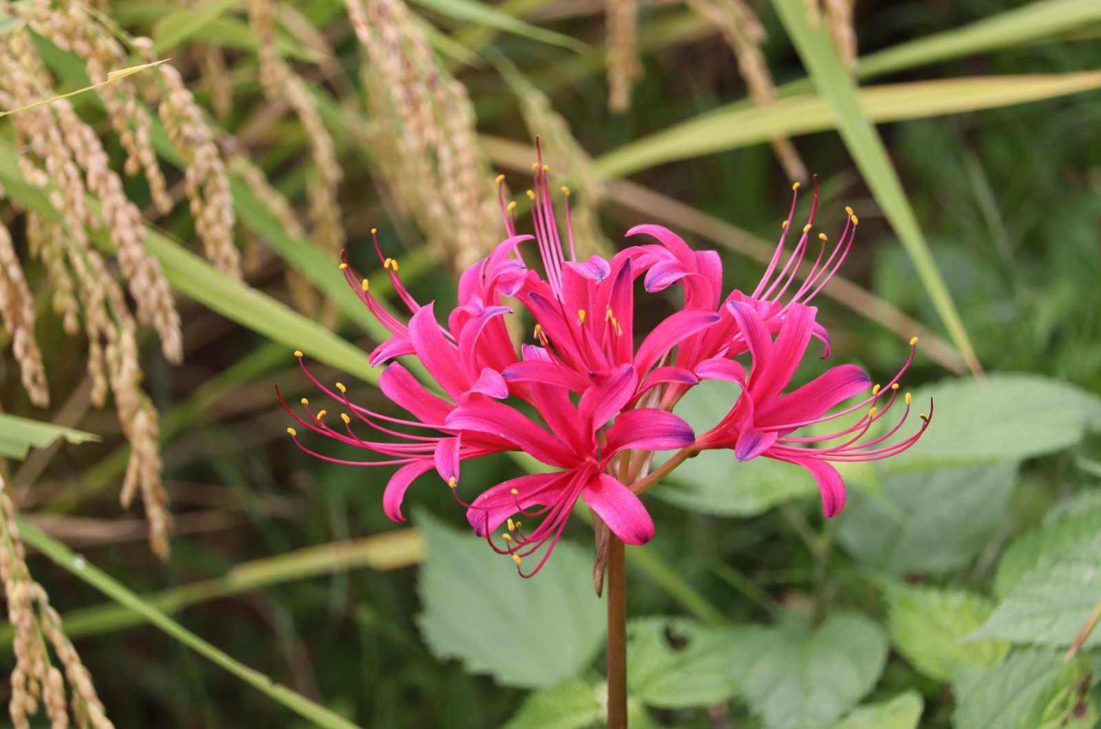 red spider lily