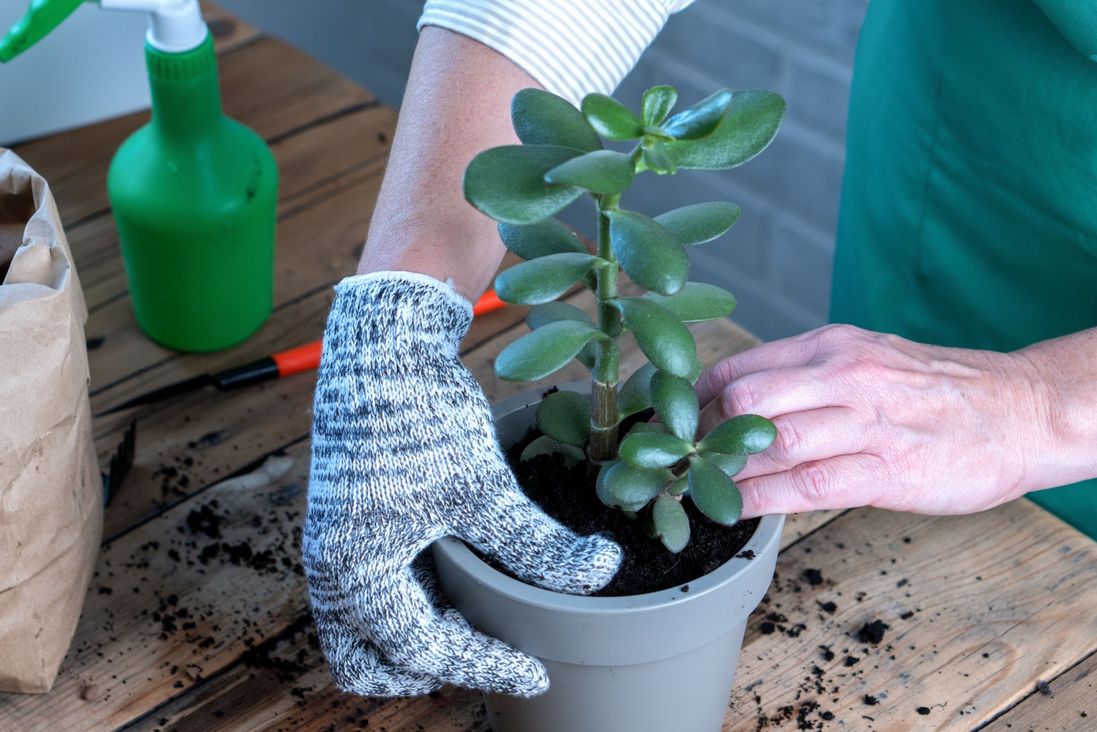 repotting jade plant