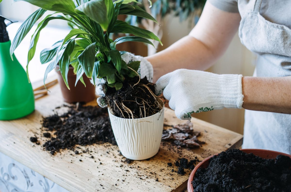 This Repotting Mistake Will Prevent Your Plants From Growing Properly