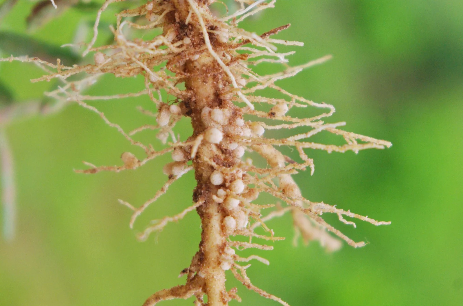 root knot nematodes pests