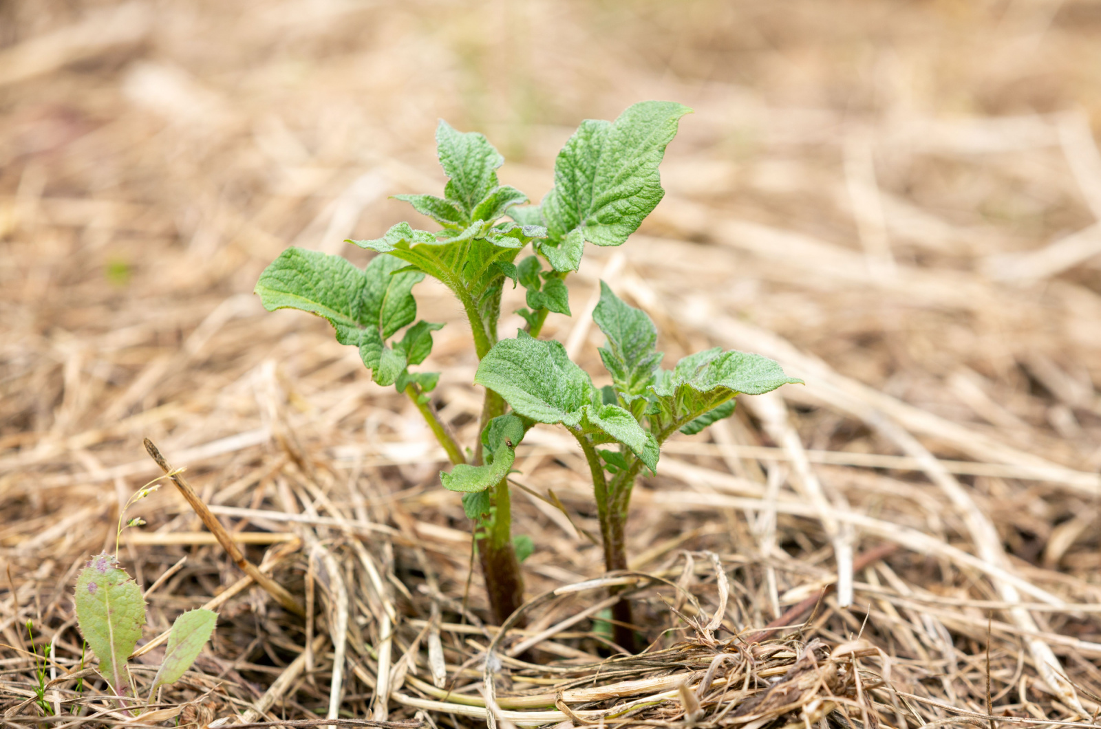 side view of young potato sprouts growing in a mulch bedding of straw