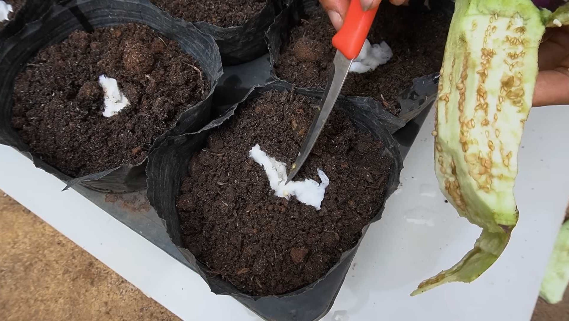 soil in growing bag