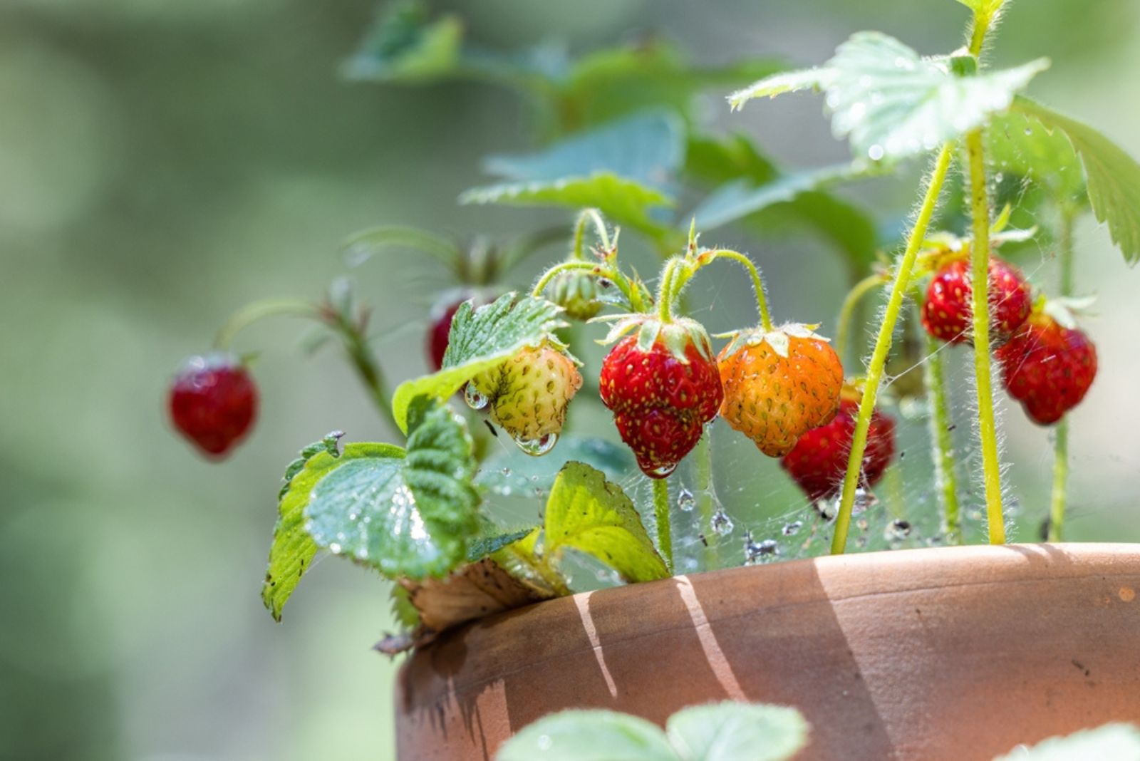 strawberry fruit in small pots