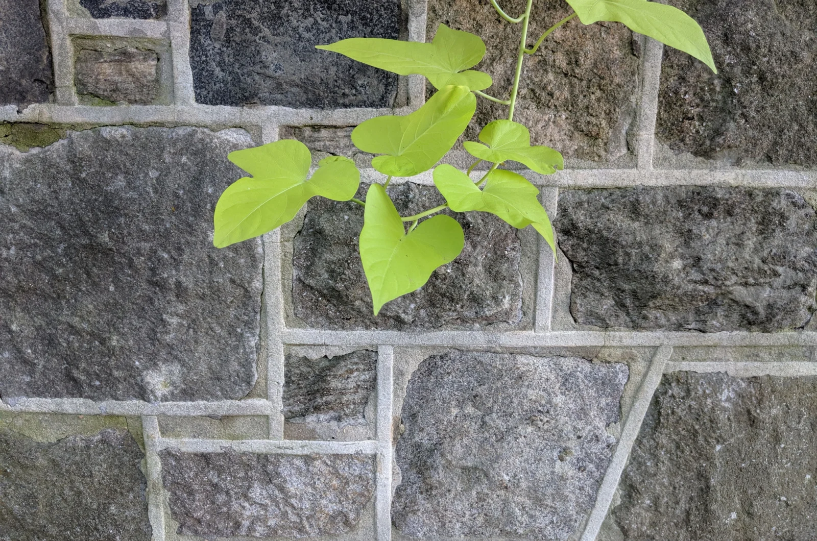 sweet potato vine hanging from the house