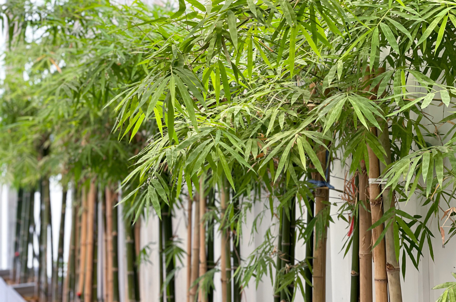 the green leaf bamboo in garden