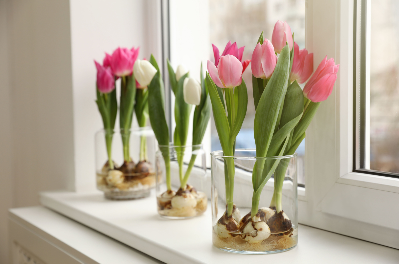 tulips with bulbs in a vase on window sill