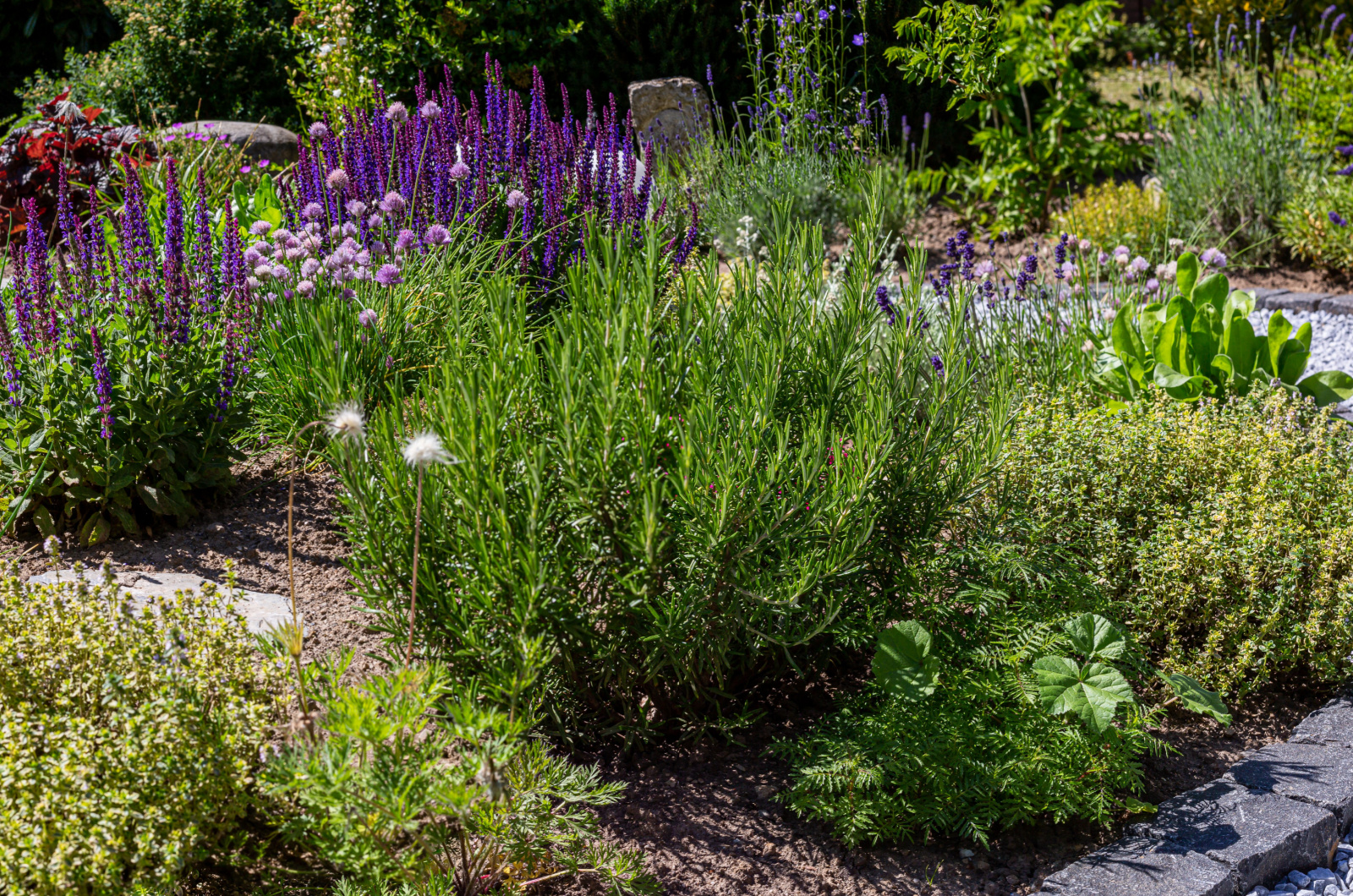 variety of herbs like chive, rosemary, sage in the summer sun