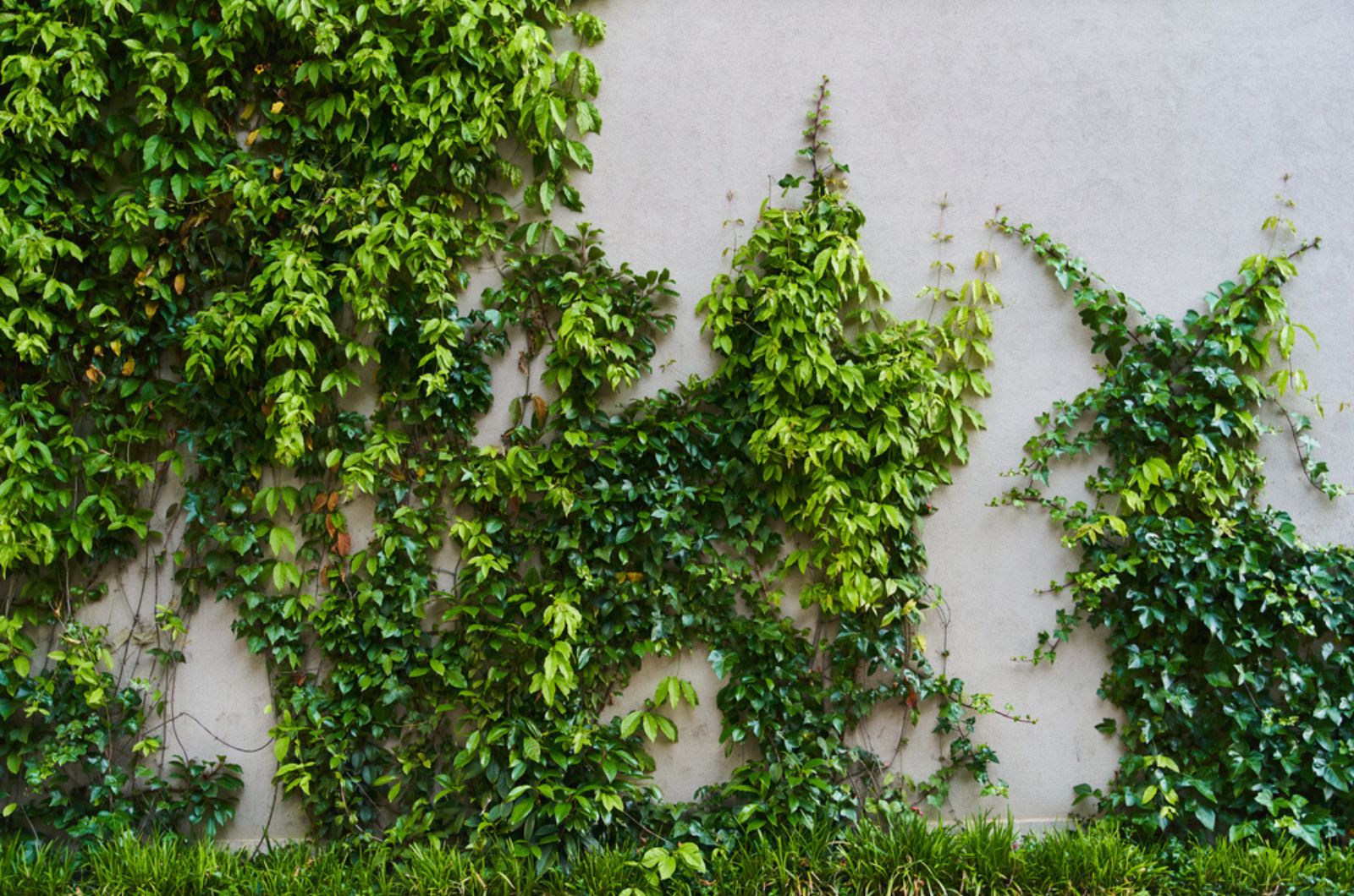 vine plant on the wall