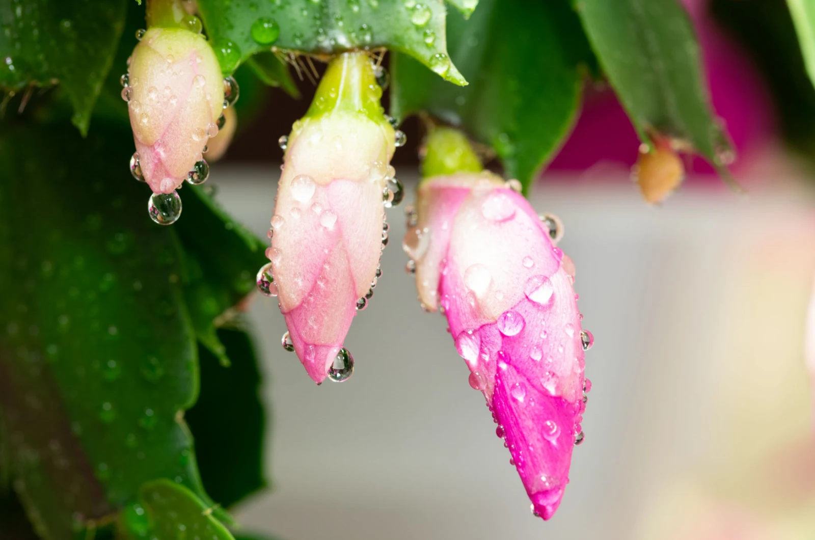 water drops on christmas cactus flower