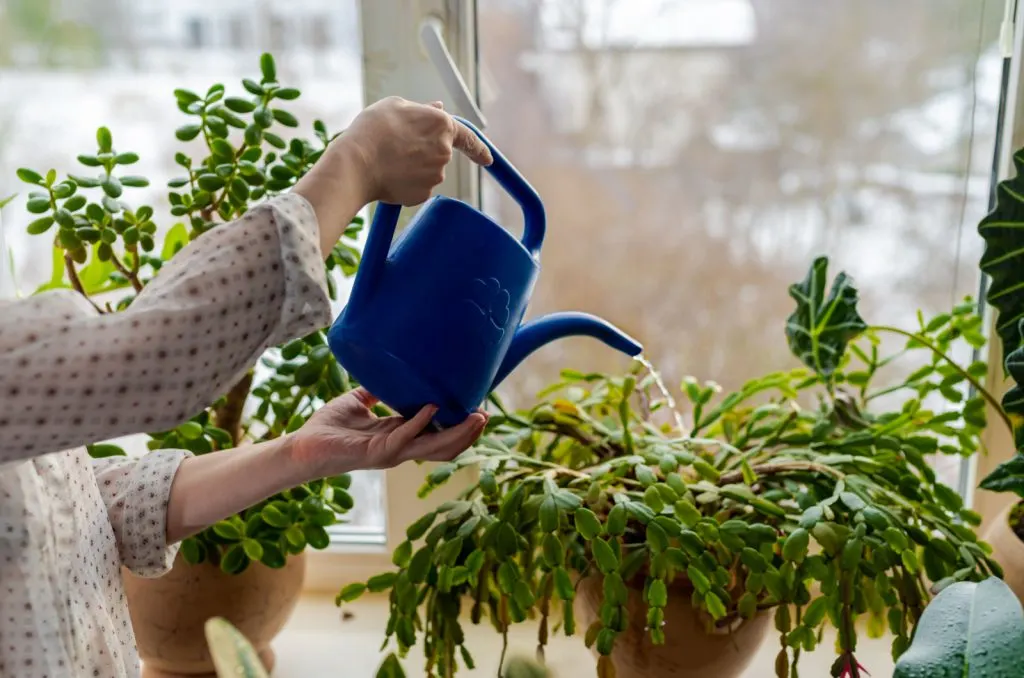 watering christmas cactus