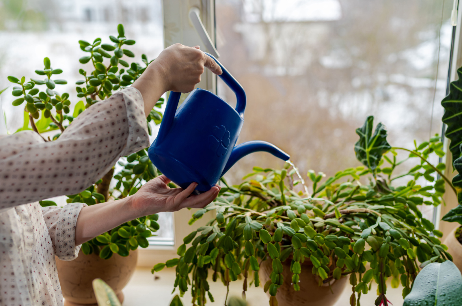 Water Christmas Cactus 