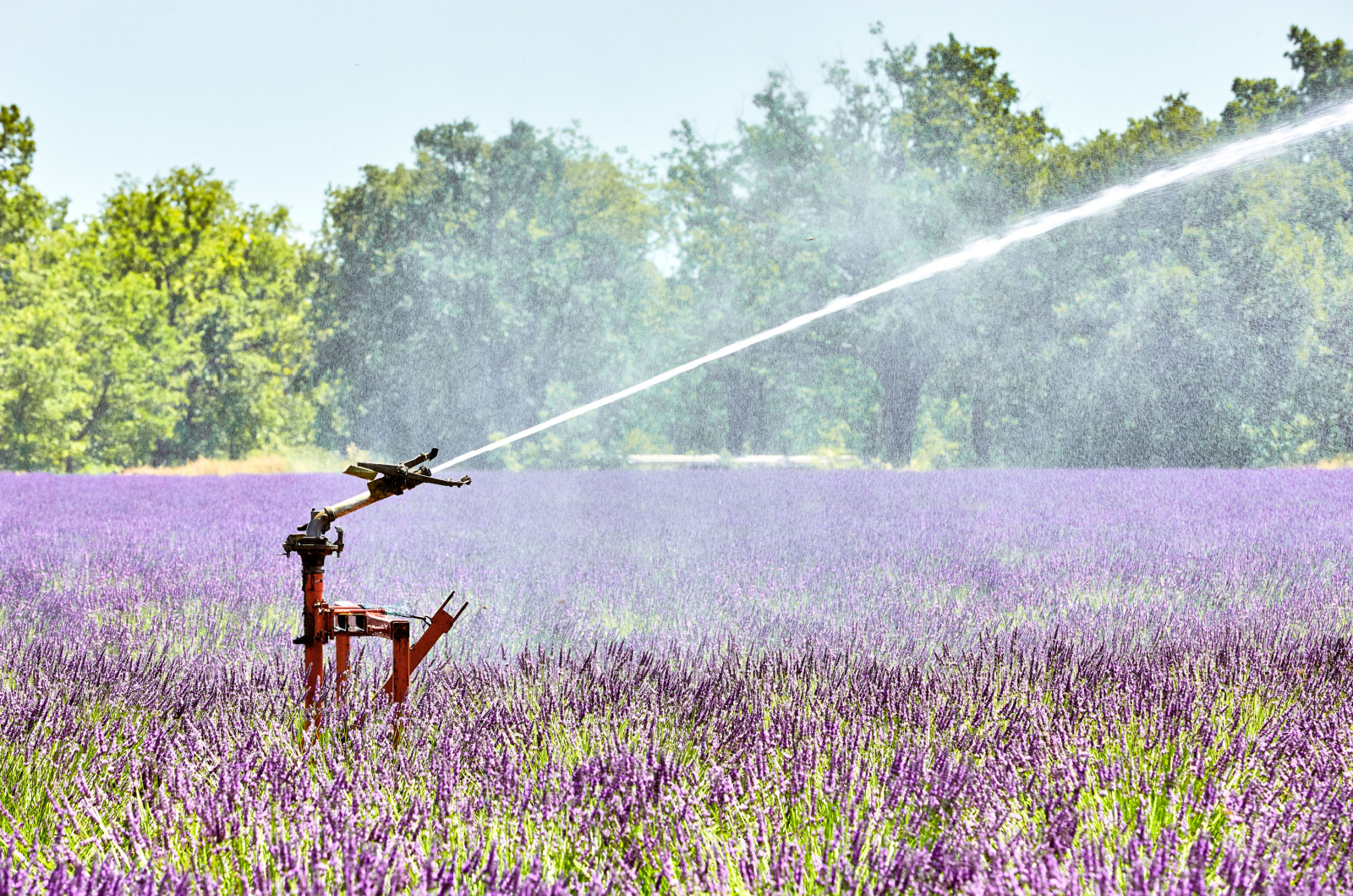 watering the lavender