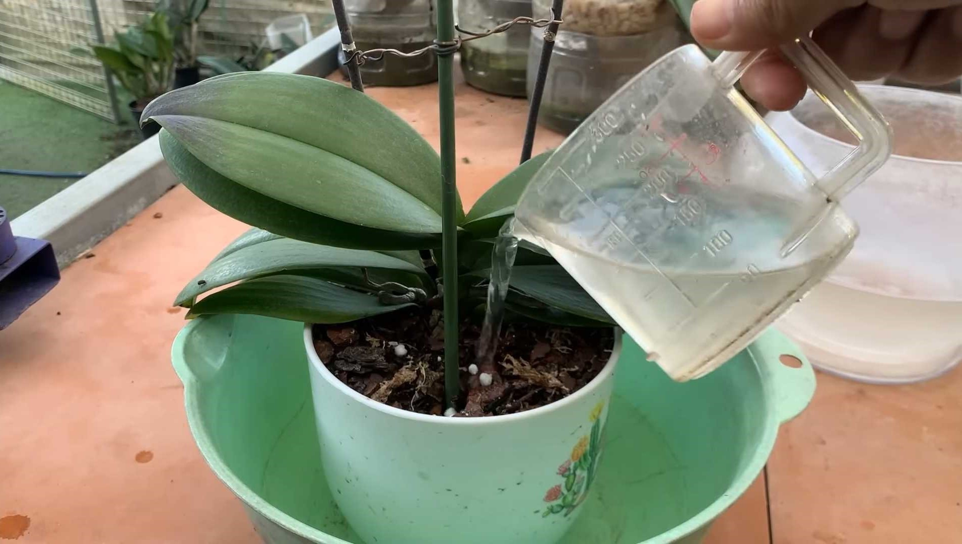 watering the plant outside