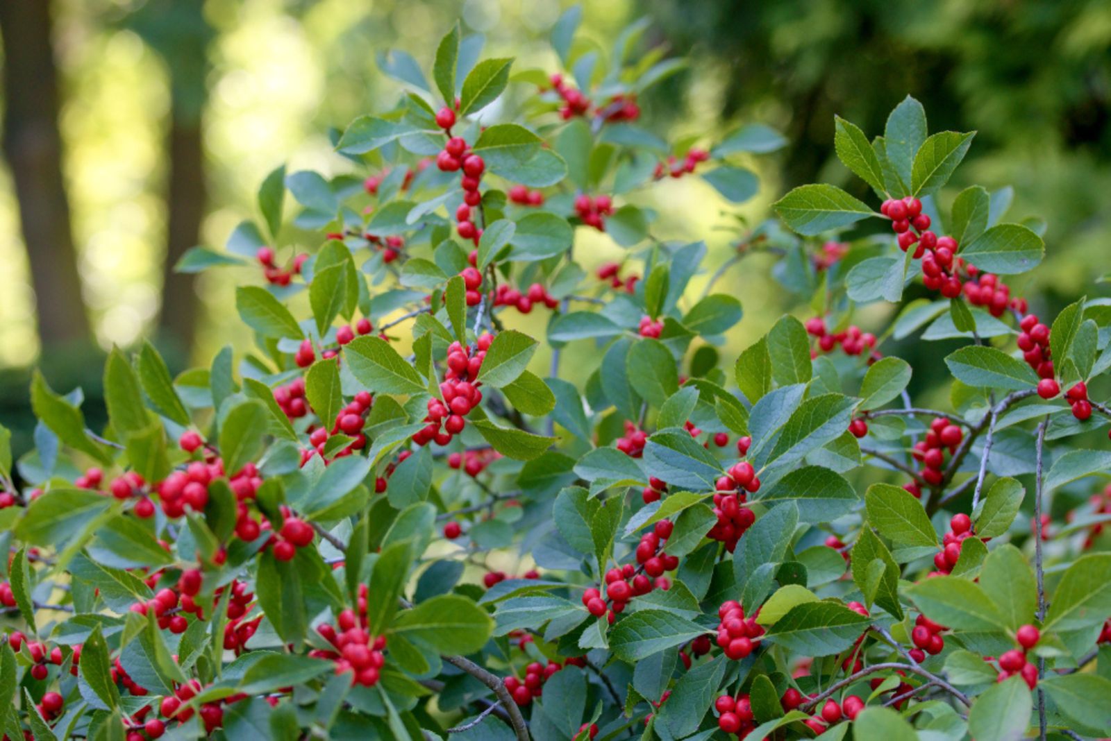 winterberry plant