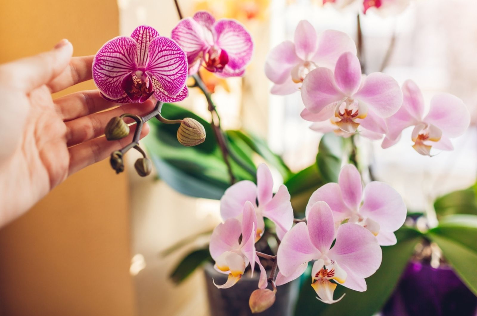 woman enjoys orchid flowers