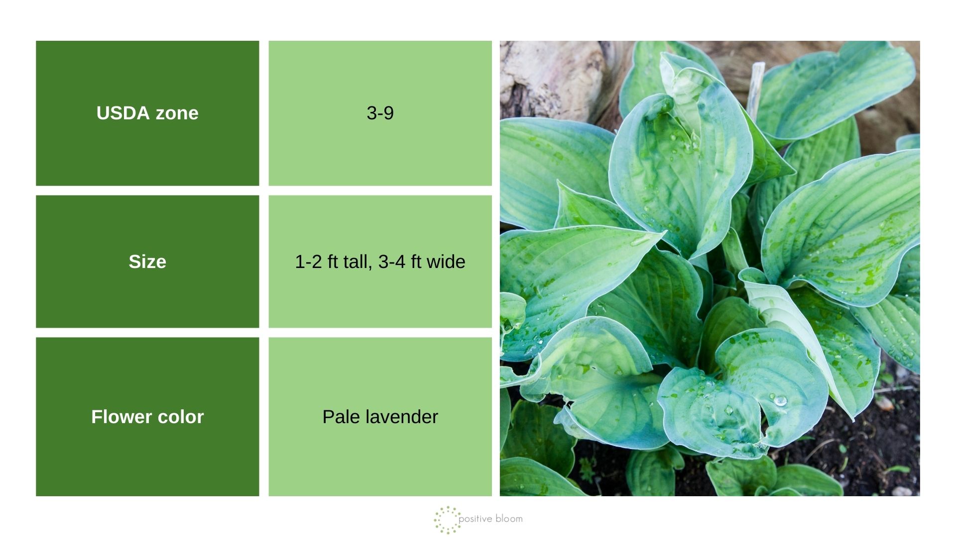 ‘Paul’s Glory’