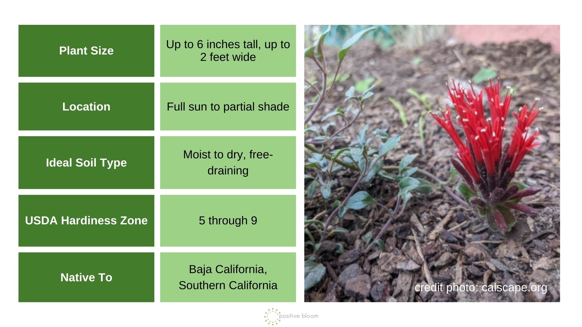 ‘Marian Sampson’ Hummingbird Coyote Mint