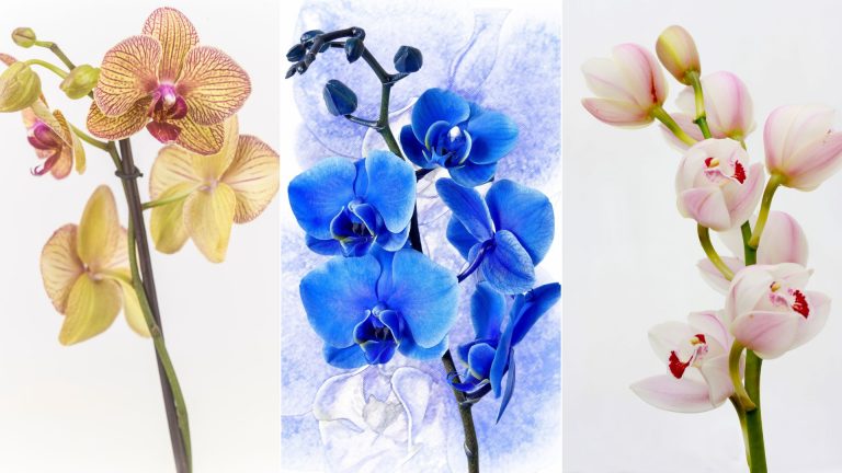 breathtaking orchids