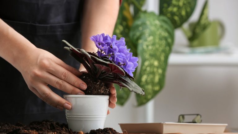 repotting african violets