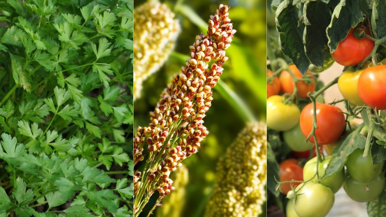 photo of different veggies