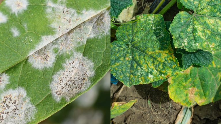 how to treat common garden fungal diseases