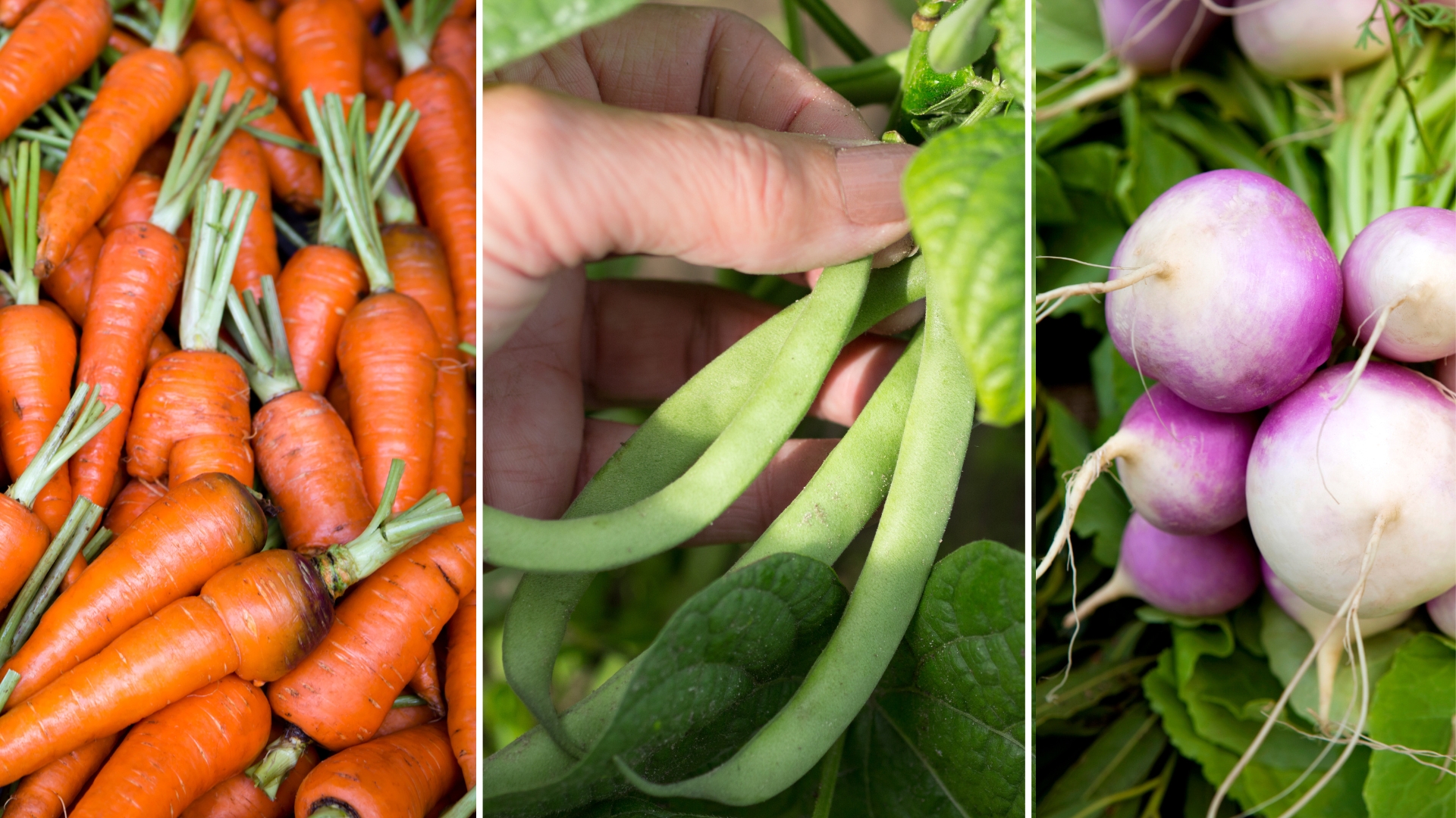 13 Veggies & Herbs That Grow And Thrive In Snow 