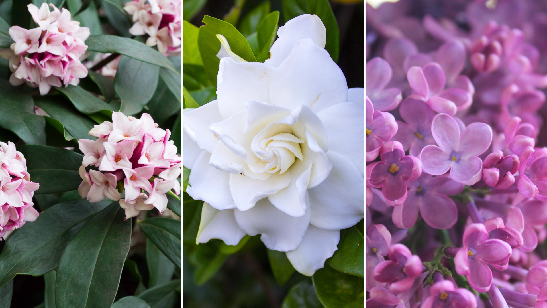 15 Wonderfully Fragrant Evergreen Shrubs For A Charming Garden