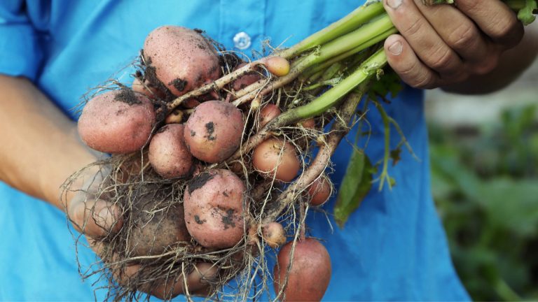 gardener holding many potatoes