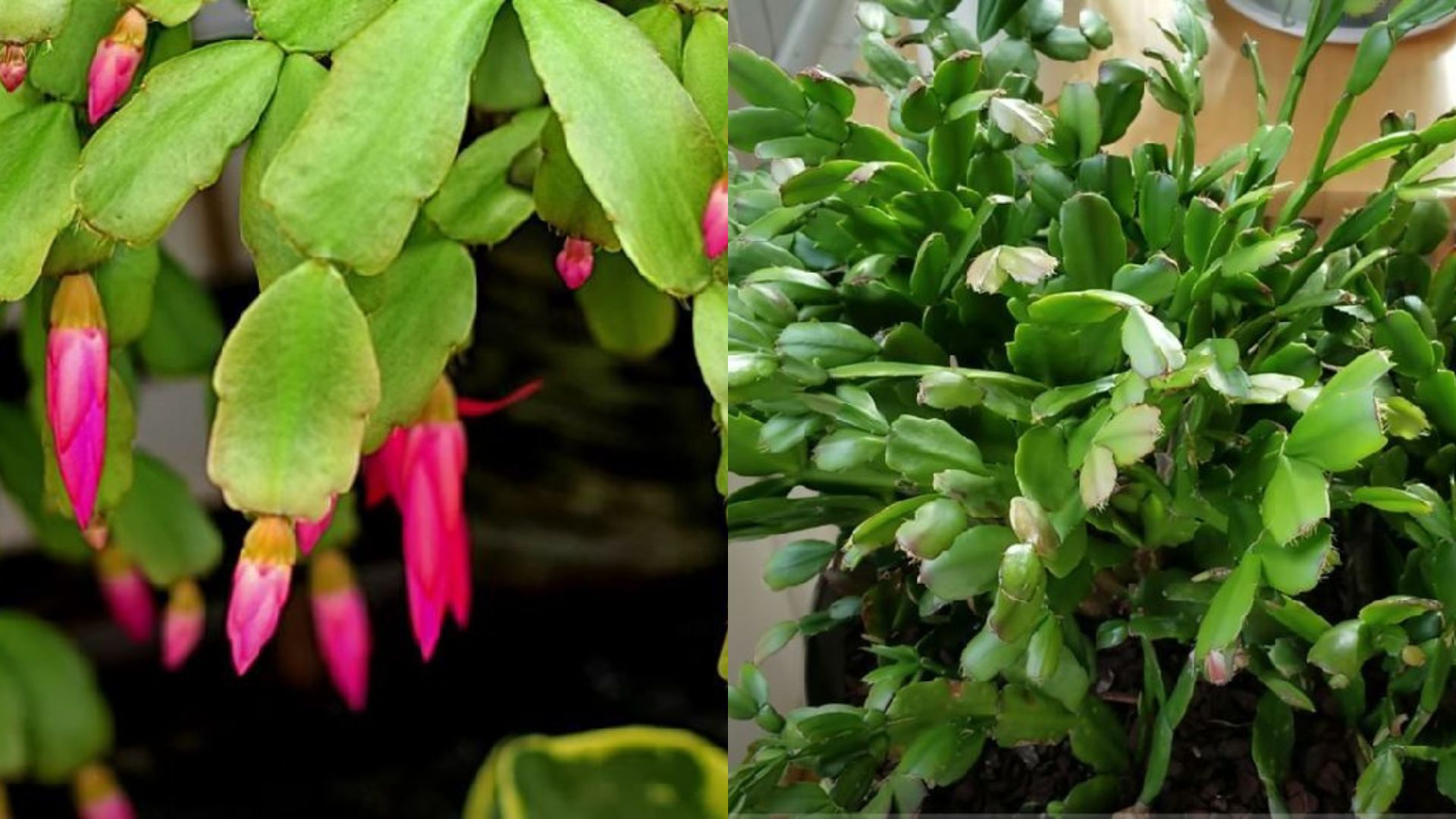 3 Main Reasons Why Your Christmas Cactus Is Dropping Buds