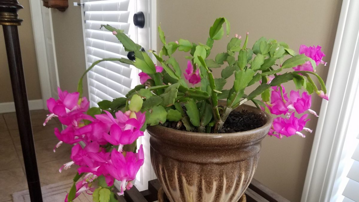 3 Reasons Why The Leaves On Your Christmas Cactus Are Turning Limp And